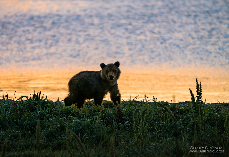 Bear in the Kronotsky Reserve, Kamchatka