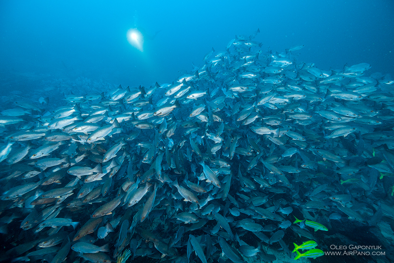 Among thousand fishes. Diving with Caranx. Malpelo Island, Colombia