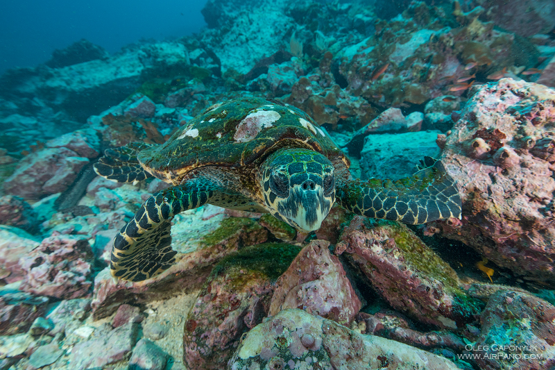 Diving with turtle