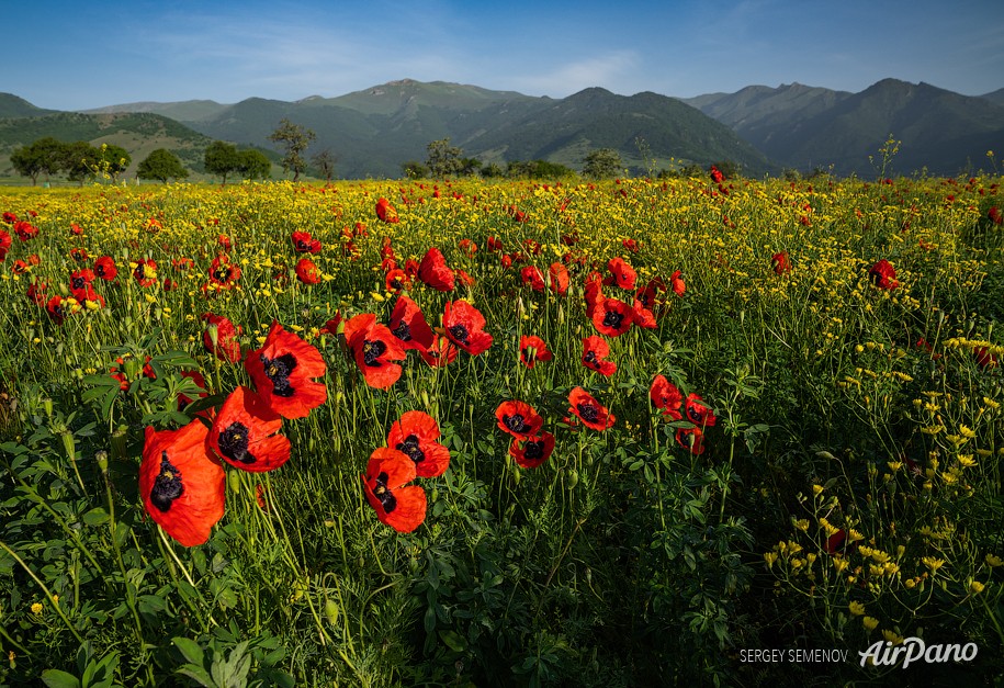 Poppy Field