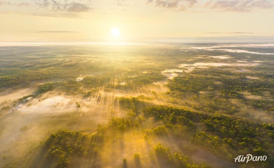 Bryansk forest on a foggy morning. Russia