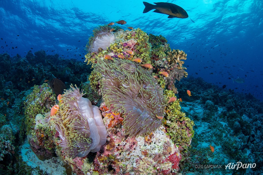 Anemonefishes