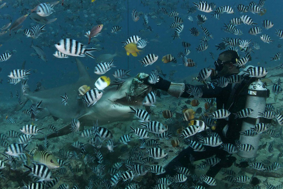 Feeding Sharks. Beqa Lagoon, Fiji