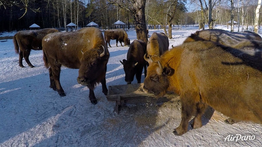 European Bisons