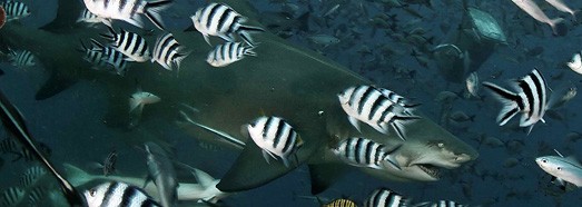 Feeding Sharks. Beqa Lagoon, Fiji