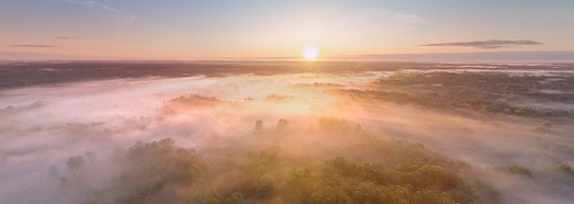 Bryansk forest on a foggy morning. Russia