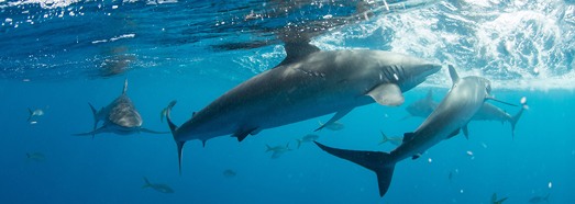 Diving in the Gardens of the Queen, Cuba