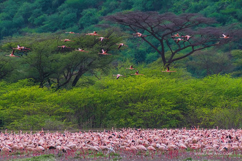 Flamingo, Kenia, Lake Bogoria