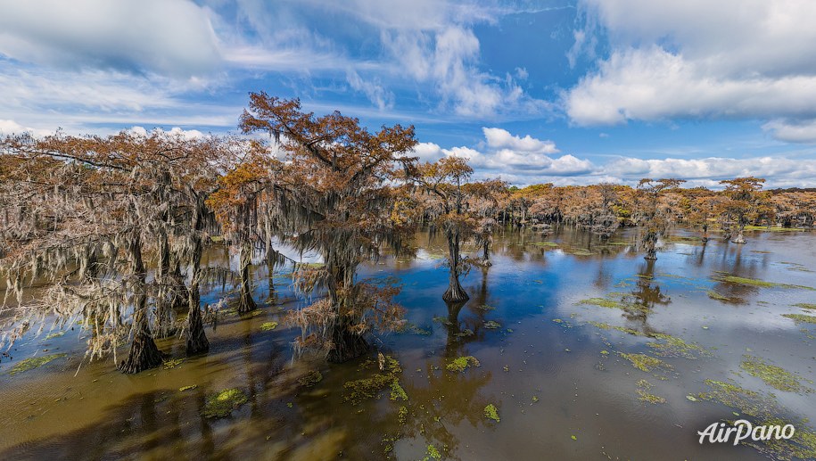 Bald cypress swamps, Louisiana-Texas, USA