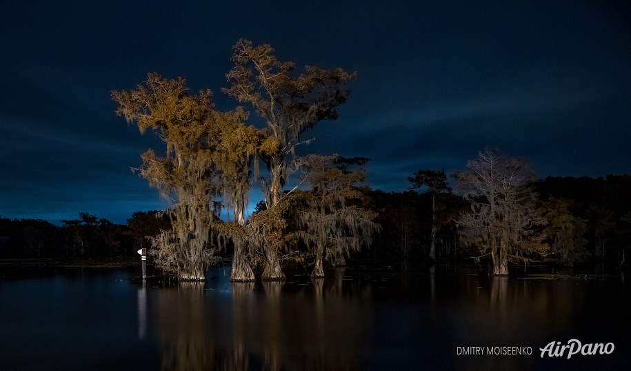 Bald cypress swamps, Louisiana-Texas, USA