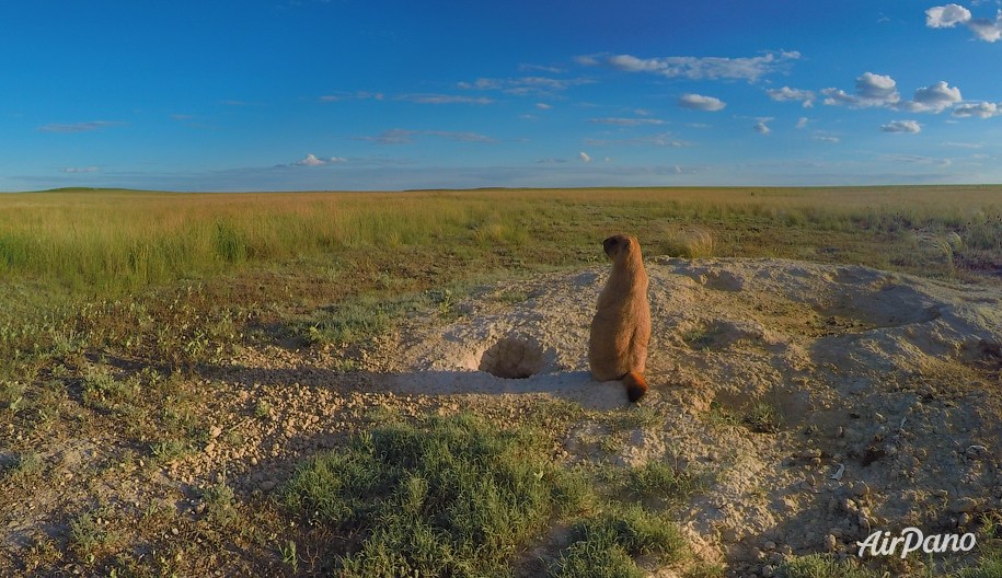 Orenburg Nature Reserve. Pre-Ural Steppe