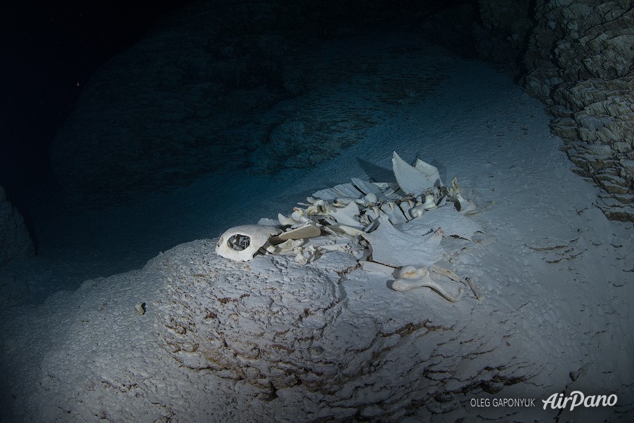 The skeleton of a large turtle. The Temple of Doom, Palau