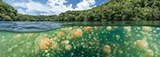 Jellyfish Lake, Palau