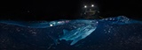 Whale shark split panorama. Maldives