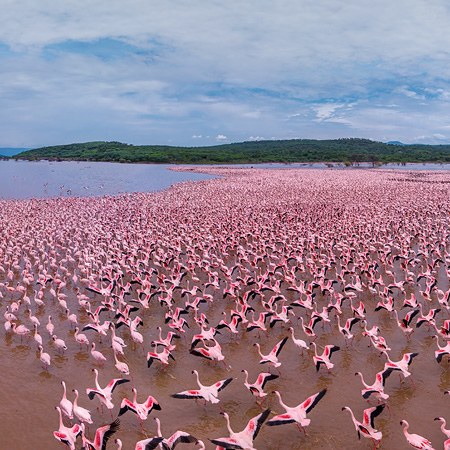 Flamingo, Kenya, Lake Bogoria