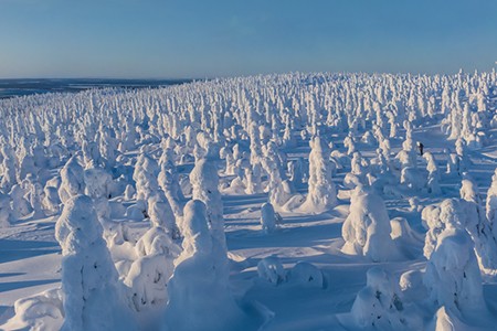 Four Seasons. Winter Forest. Relax Flight