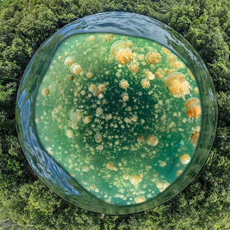 Jellyfish Lake, Palau