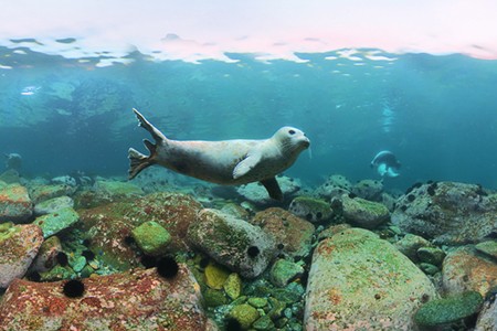 Diving with spotted seals. Sea of Japan, Russia