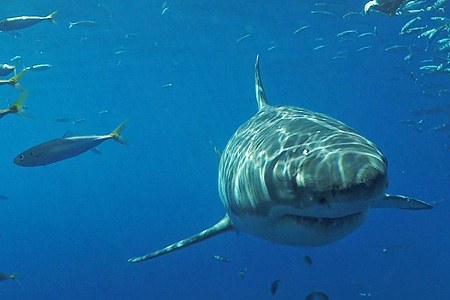 Diving with great white shark