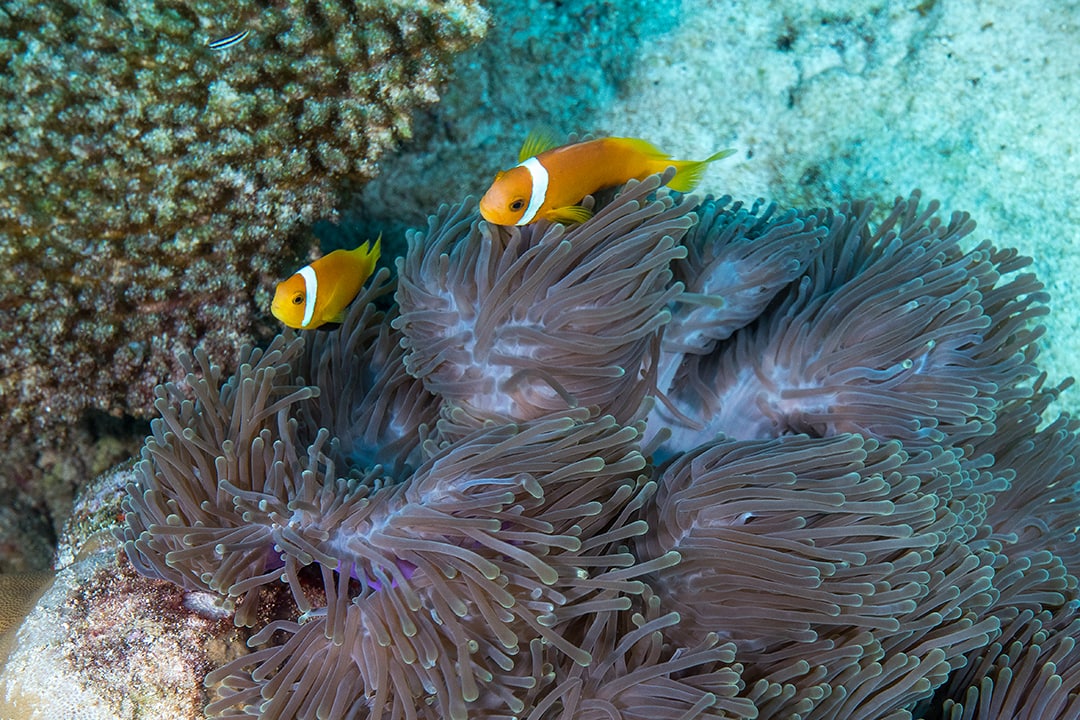 Maldives. Underwater Paradise