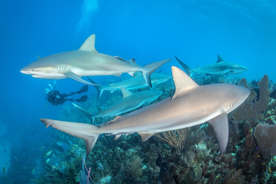 Diving with Sharks around the World