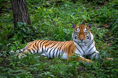 Wlid Cats, Primorskiy Safari-Park