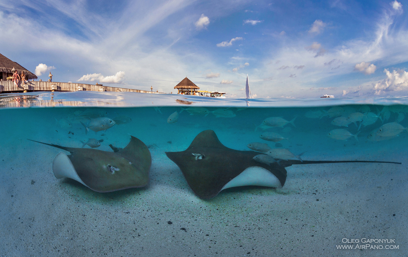 Underwater Maldives. Stingrays