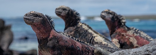 Animals of Galápagos archipelago, Ecuador