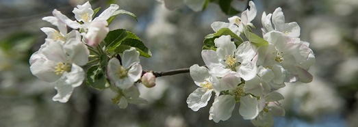 Moscow, Kolomenskoye. Blooming apple orchards