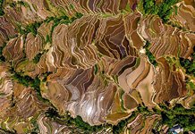 Yuanyang rice terraces #15