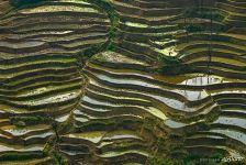 Rice Terraces