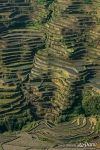 Rice Terraces