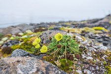 Flora of the Hooker Island