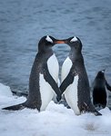 Penguins in love