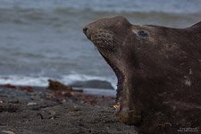 Roar of the sea elephant