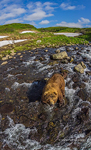 Bear in the Kambalnaya river #5