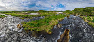 Bears in the Kambalnaya river