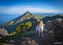 The dog on the top of Zhdanko Ridge 2