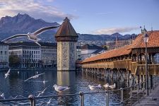 Seagulls near the Kapellbrücke Bridge