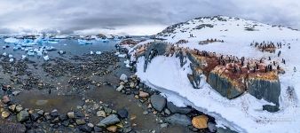 Penguins on the Useful Island, Antarctica Penguins on the Useful Island, Antarctica