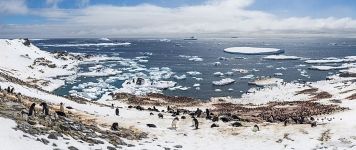 Penguins in Antarctica Penguins in Antarctica