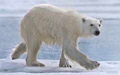 Wet polar bear