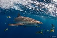 Inhabitants of the Caribbean sea