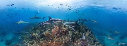 Coral reef at a depth of 10 meters