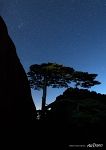 Tree in Huangshan mountains