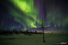 Northern Lights in Yamal