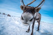 Curious deer