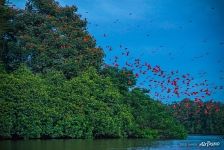 A flock of ibises