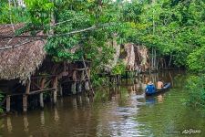 Bayou in the jungle