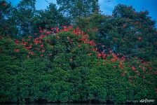 Scarlet ibis flew for the night